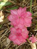 Heliconia pink_2